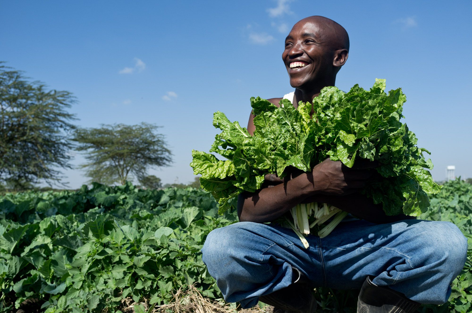 Gentleman farmer holding a bunch of healthy spinach