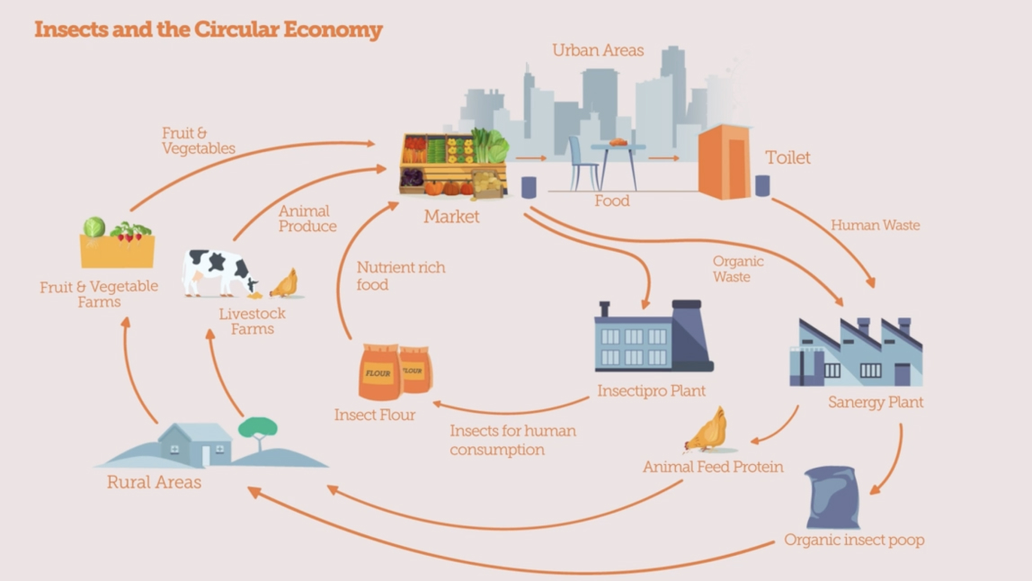Insects and the circular economy