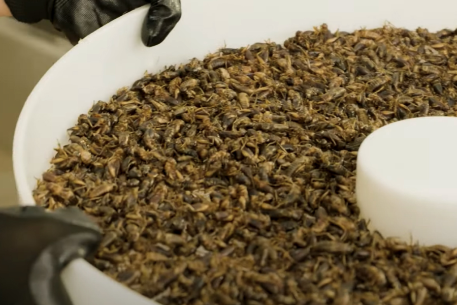 Insects ( black soldier flies) processing