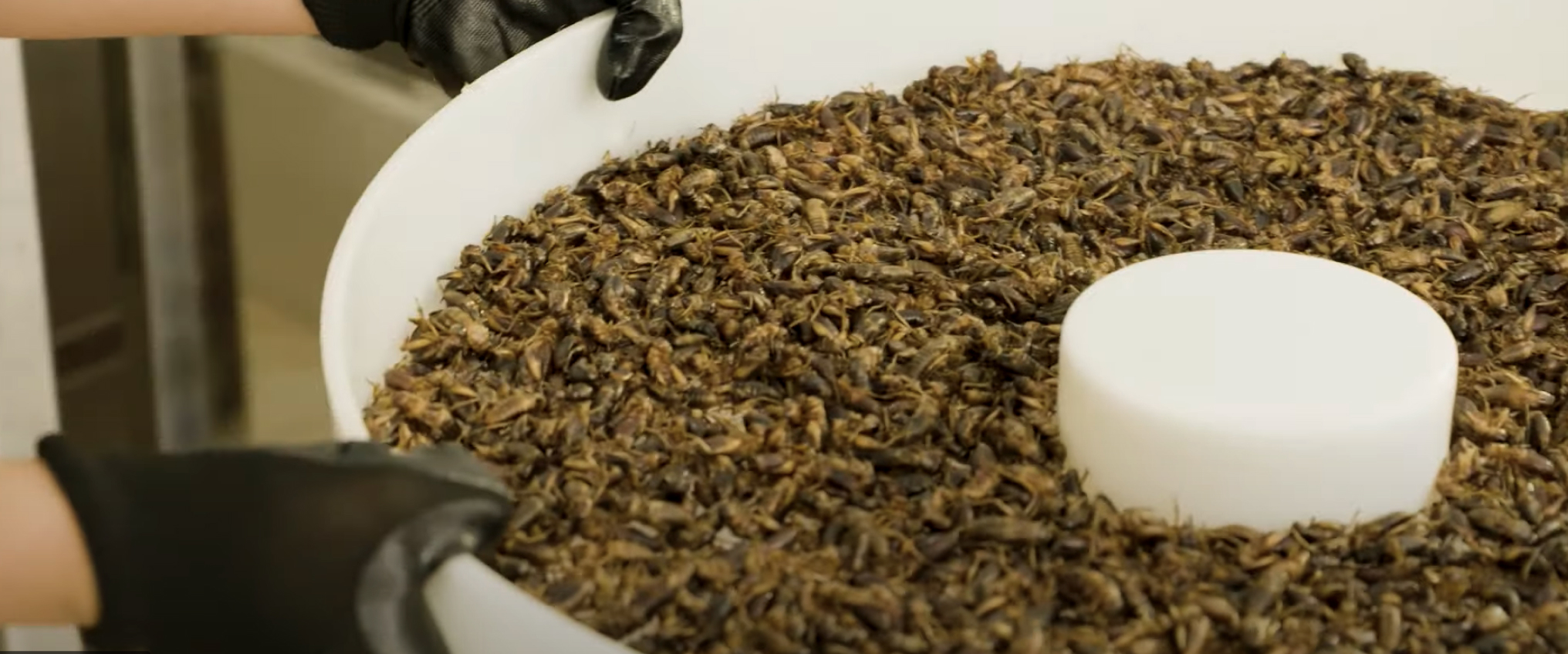 Insects as part of a circular economy for food: Insectipro/Sanergy